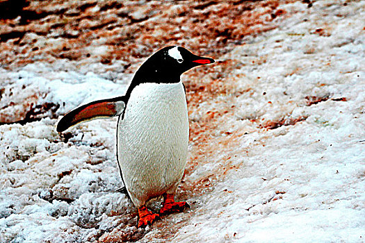 南极风光企鹅