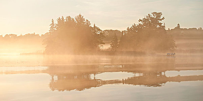 反射,树,水中,雾,湖,木头,安大略省,加拿大