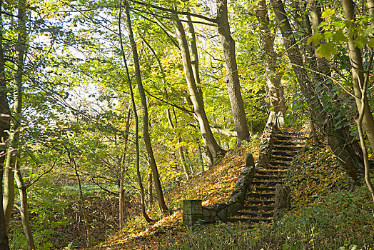 楼梯,秋天,树林,下萨克森,德国,欧洲