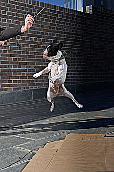 狗,跳跃