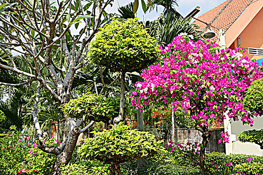 花园,越南