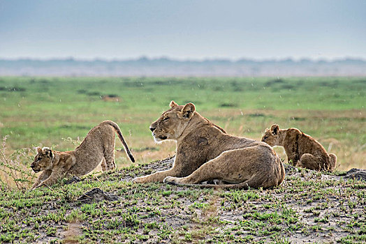 雌狮,狮子,两个,小猫,警惕,萨维提,乔贝国家公园,乔贝,地区,博茨瓦纳,非洲