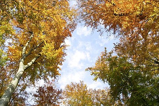 树梢,秋天,彩色,山毛榉