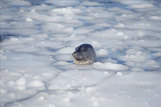 鞍纹海豹,琴海豹,平面,冰,圣劳伦斯湾,加拿大