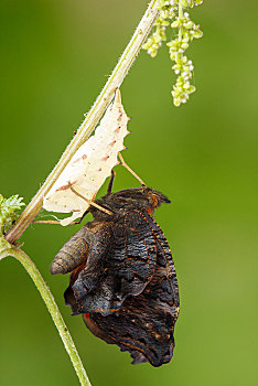 孔雀蛱蝶,孵化,荨麻,序列,黑森州,德国,欧洲