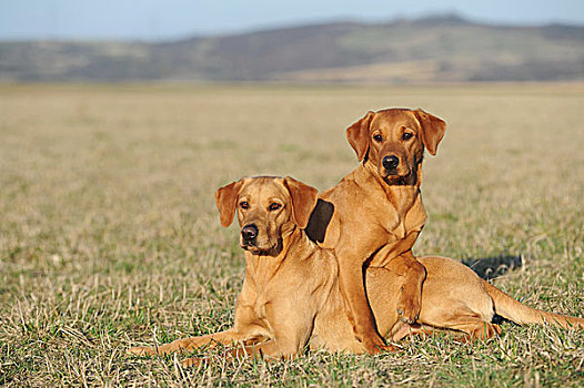 拉布拉多犬,黄色,两个,女性,坐,草地,德国,欧洲