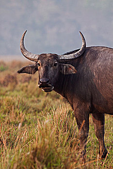 野生,水牛,卡齐兰加国家公园,印度