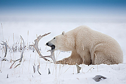 北极熊,坐,咀嚼,北美驯鹿,鹿角,雪地,海岸,哈得逊湾,靠近,海豹,河,河口,北方,丘吉尔市,曼尼托巴,加拿大