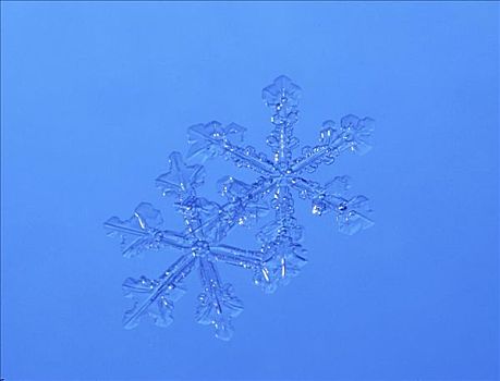 特写,两个,雪花,蓝色背景