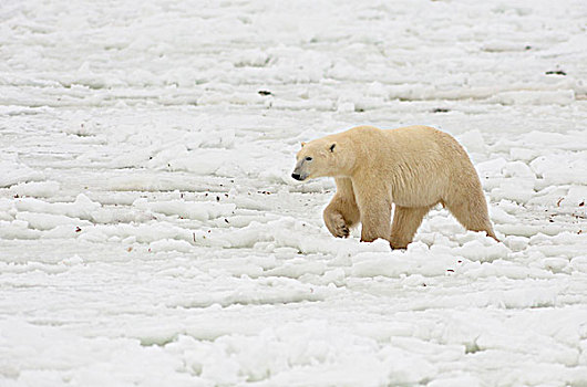 北极熊,走,哈得逊湾,海岸线