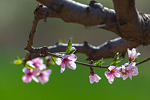 桃花开