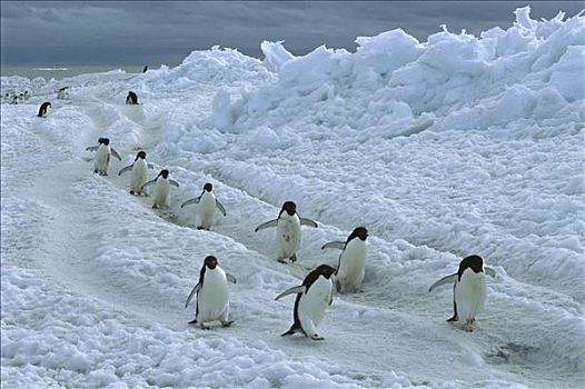 阿德利企鹅,通勤,生物群,迅速,冰,富兰克林,岛屿,罗斯海,南极