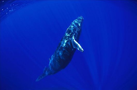驼背鲸,大翅鲸属,鲸鱼,游动,水下,毛伊岛,夏威夷,提示,照相