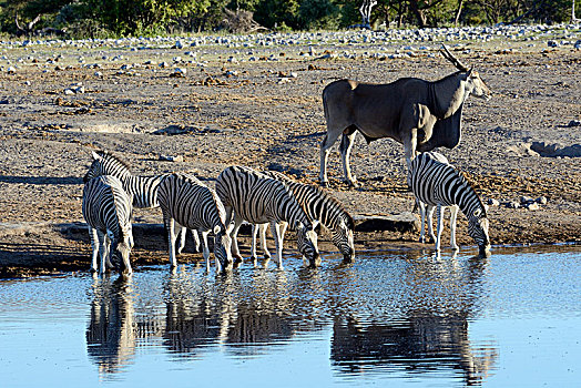 斑马,马,普通,大羚羊,羚羊,埃托沙国家公园,纳米比亚,非洲