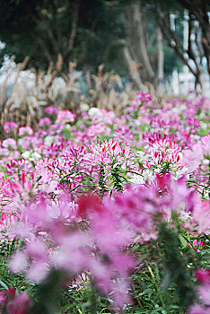 醉蝶花,蜘蛛花,凤蝶草,紫龙须,西洋白花菜,02