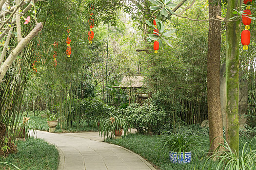 春天里成都杜甫草堂的竹林梅花草地道路