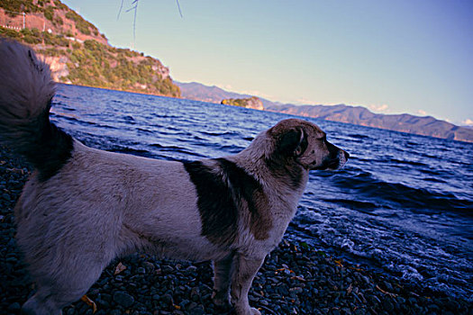 泸沽湖的狗