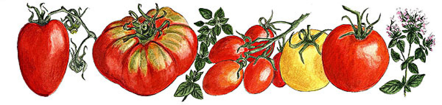 插画,五个,西红柿,两个,枝条,牛至