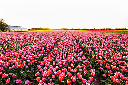 风景,上方,粉色,郁金香,地点,日落,春天,荷兰南部,荷兰