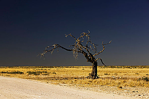 枯木,埃托沙国家公园,纳米比亚,非洲