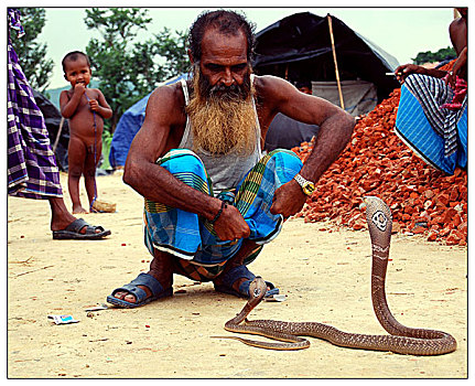 耍蛇,展示,技能,蛇,收入,生活方式,孟加拉,一月,2007年
