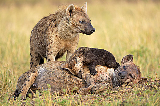 斑点土狼,斑鬣狗,女性,幼仔,放松,马赛马拉国家保护区,肯尼亚,非洲