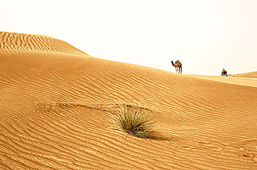 沙漠,骆驼