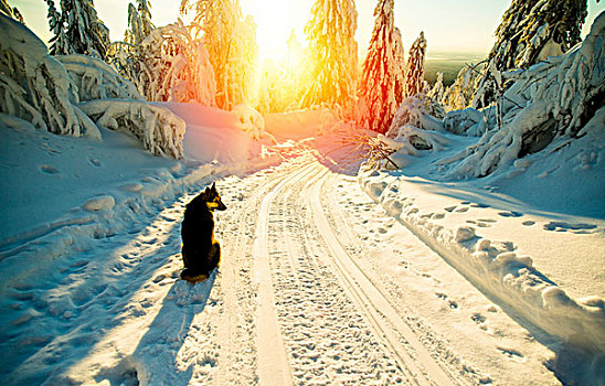 狗,坐,雪路,日落,俄罗斯