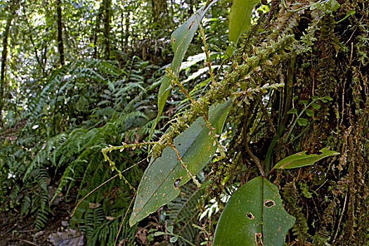 竹节虫,保护色,岛屿,巴布亚新几内亚