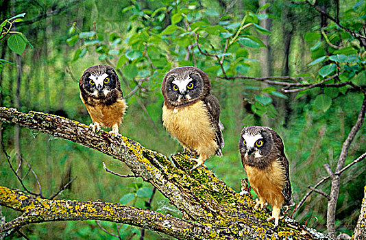 北方锯声猫头鹰,幼鸟,艾伯塔省,加拿大