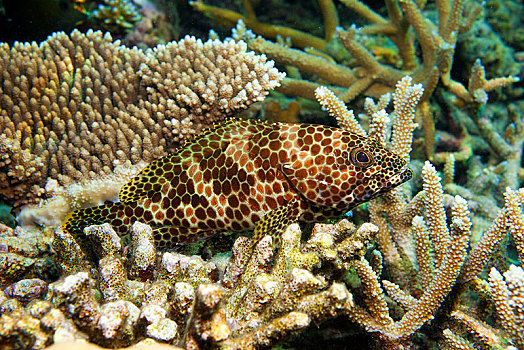 石斑鱼,卧,珊瑚,北方,马累环礁,马尔代夫,亚洲