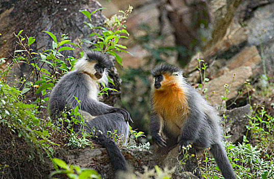 不丹,叶猴,猴子