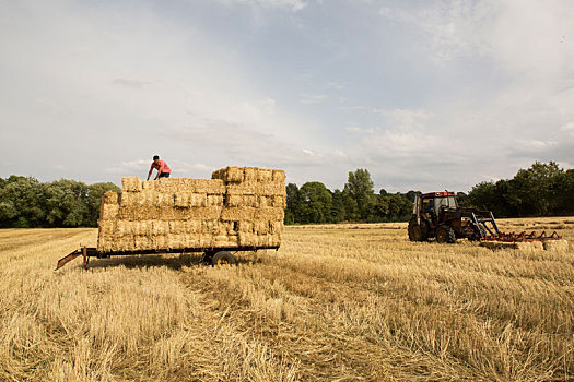 农民,稻草,站立,拖车,上面,一堆,稻草捆