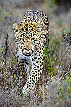 豹,禁猎区,伊丽莎白港,南非
