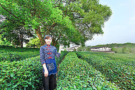 美女,亚洲人,女孩,工作,绿茶种植园
