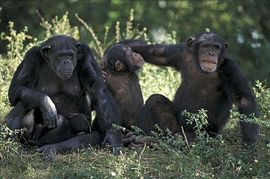 中心,非洲,黑猩猩,类人猿,成年,幼仔