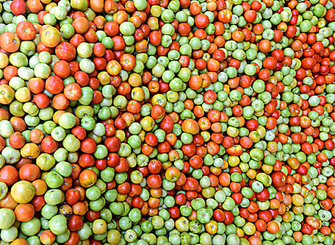 农民番茄丰收