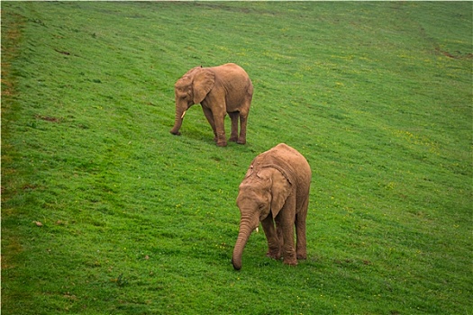大象,阿多大象国家公园,南非