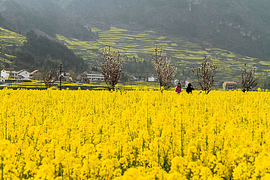 汉中油菜花