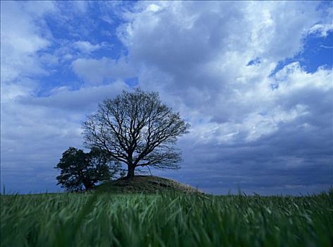 树,手推车,埋葬,下方,云,散开,天空,吕根岛,梅克伦堡前波莫瑞州,德国,欧洲