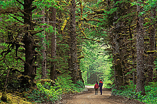 成熟林,树林,不列颠哥伦比亚省,加拿大