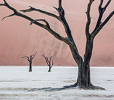 非洲,纳米比亚,纳米比诺克陆夫国家公园,死亡谷,三个,枯木,日出,画廊
