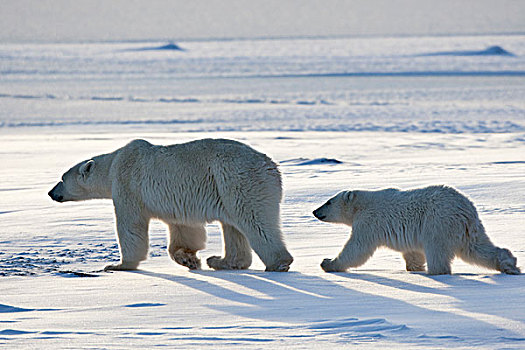 北极熊,幼兽,靠近,哈得逊湾,丘吉尔市,野生动物,管理,区域,曼尼托巴,加拿大