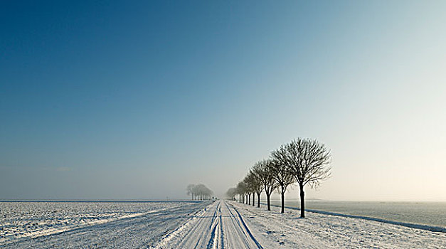 树,雪,乡村道路