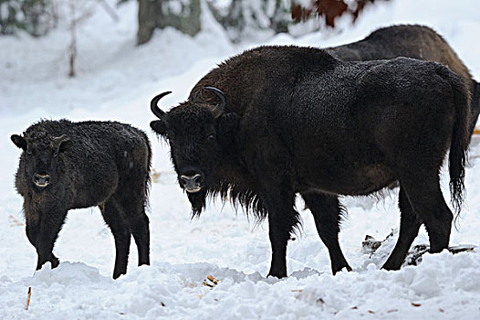 欧洲野牛,站立,雪中