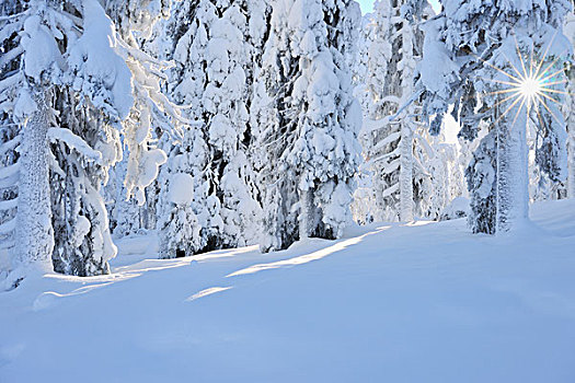 积雪,云杉,太阳,北方,芬兰