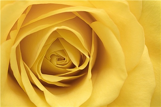黄玫瑰,花