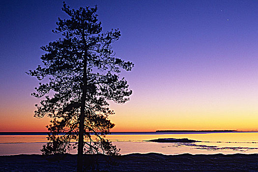 松树,岸边,苏必利尔湖,日落,省立公园,安大略省,加拿大