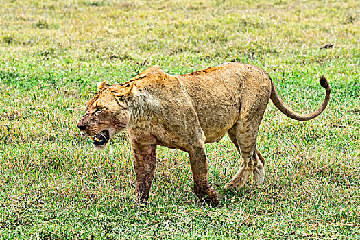 雌狮,恩戈罗恩戈罗火山口,坦桑尼亚,非洲