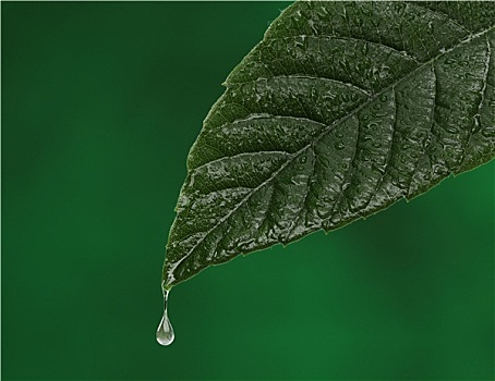 绿色,清新,叶子,水滴,落下